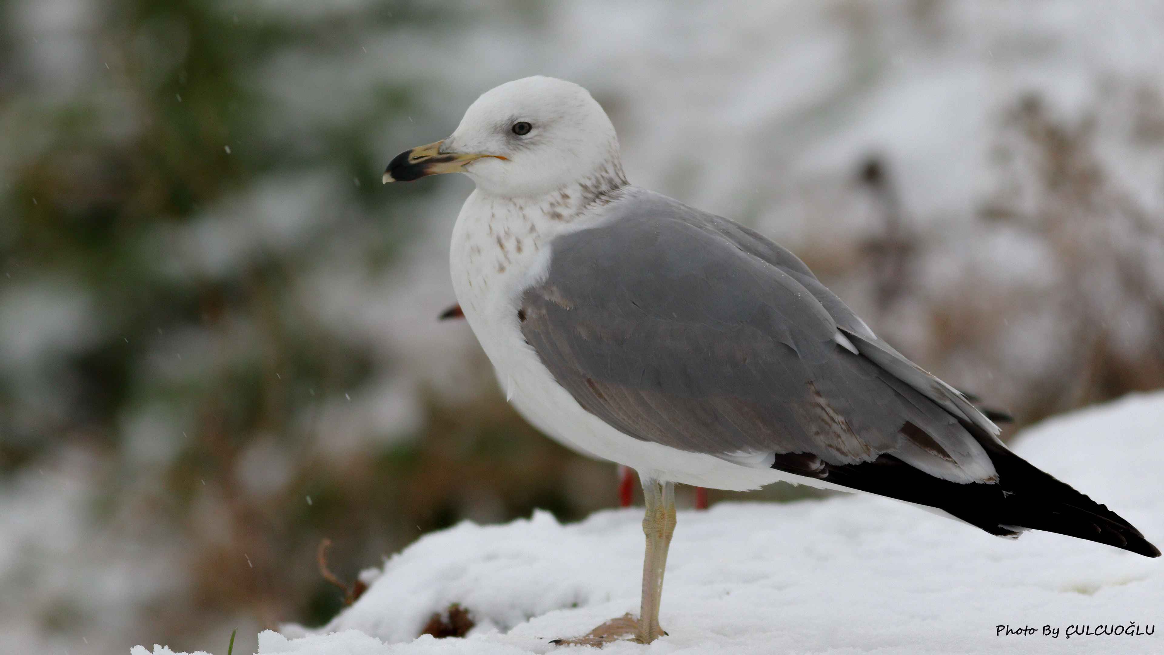 Armenian Gull